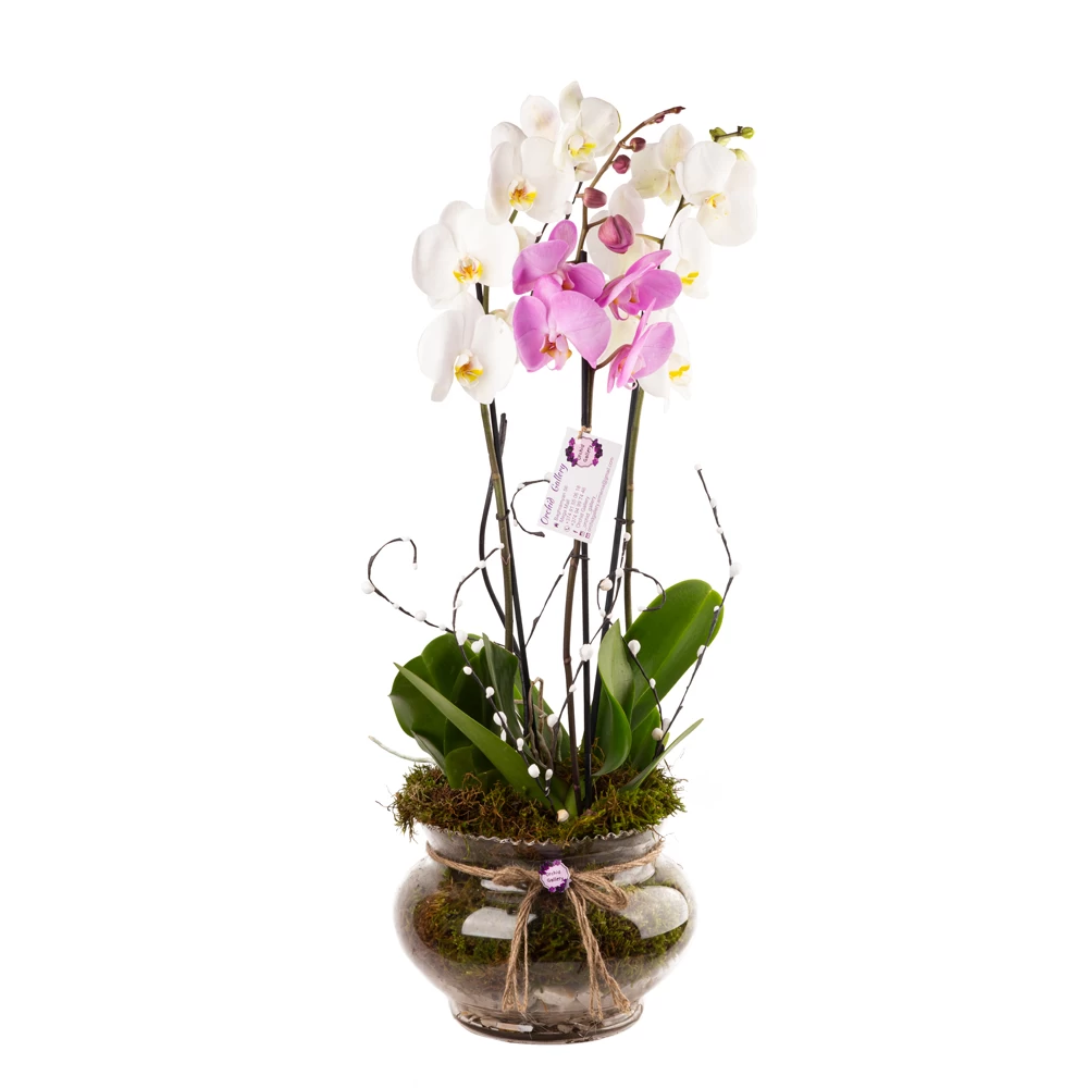 Orchid Gallery